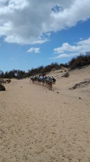 GC-Camello Safari (Maspalomas)-41.jpg